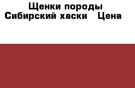 Щенки породы Сибирский хаски › Цена ­ 25 000 - Московская обл. Животные и растения » Собаки   